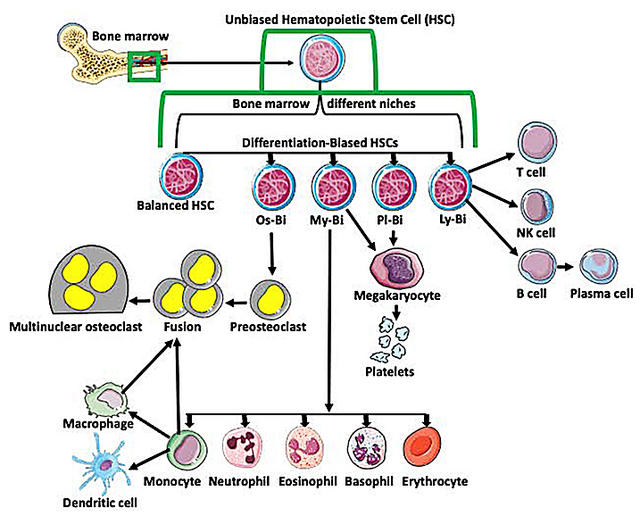 Diagram showing differentiation of hematopoietic stem cells into blood cell types