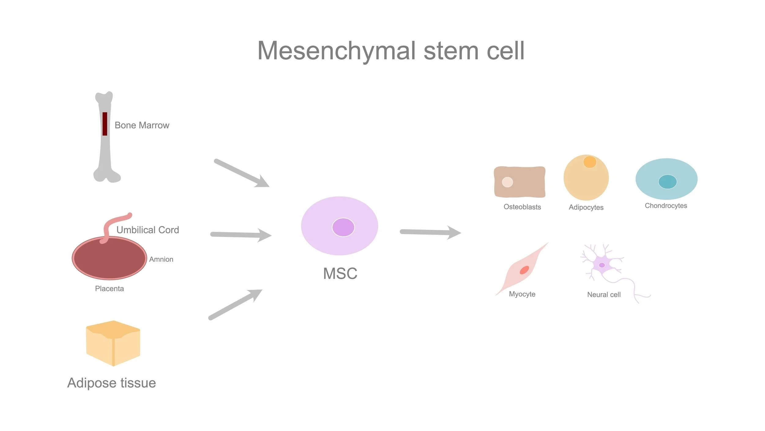 Mesenchymal stem cells under laboratory magnification